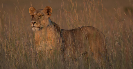 The Queen on the prowl