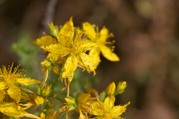 Beautiful yellow flowers bloom under sunlight in a natural setting, showcasing vibrant colors during late spring
