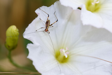 Insect perched on delicate white flower during bright daylight in a natural setting
