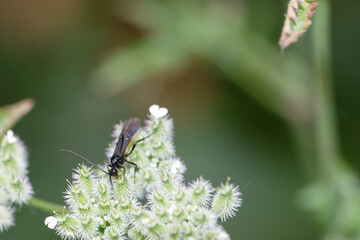Black insect perched on white flower in a lush green environment during daytime