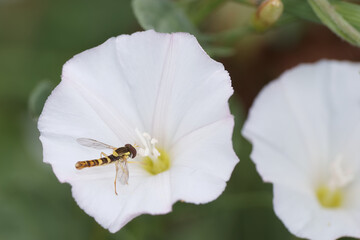 Yellow and black bee hovering over white flower during daytime in a garden in springtime