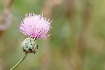 Close up view of a blooming purple thistle flower with bees on a green background in a natural...