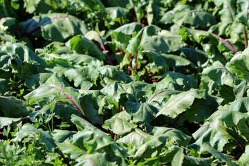Beetroot Beta vulgaris, also called garden beet, forms a dense patch of broad green leaves with...