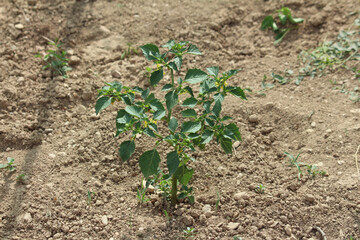 Black nightshade Solanum nigrum, also called garden nightshade and hound's berry, shows a young...