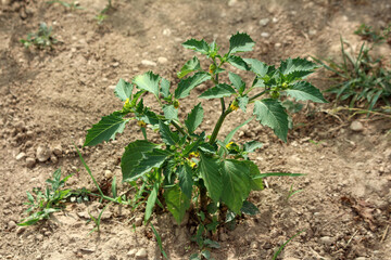 Black nightshade Solanum nigrum, also called garden nightshade and hound’s berry, grows upright with toothed green leaves and clusters of small yellow flowers in dry, rocky garden soil