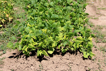 Bush bean Phaseolus vulgaris, also called common bean and green bean, forms a dense patch of green plants with yellowing leaves, growing in cultivated soil under full sun