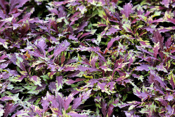 Coleus Plectranthus scutellarioides, also called painted nettle and flame nettle, forms a dense mat...