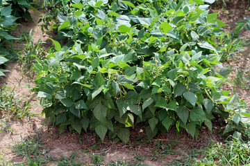 Common bean Phaseolus vulgaris, also called bush bean and green bean, forms dense leafy bushes with...