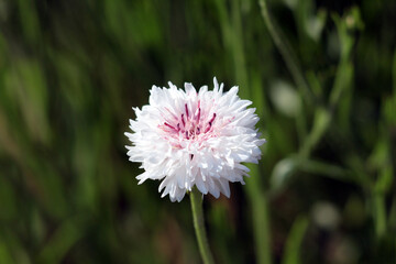 Cornflower Centaurea cyanus, also called bachelor's button and bluebottle, displays a fluffy white...