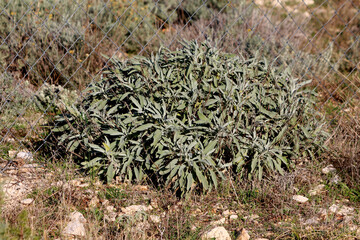 Common sage Salvia officinalis, also called garden sage and culinary sage, forms a dense mound of...