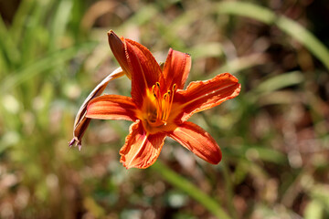 Daylily Hemerocallis fulva, also called orange daylily and ditch lily, features a single...