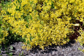 Gold moss stonecrop Sedum acre, also called biting stonecrop and wallpepper, displays a dense mat...