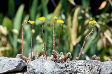 Goldmoss stonecrop Sedum acre, also called biting stonecrop and mossy stonecrop, shows tiny yellow...