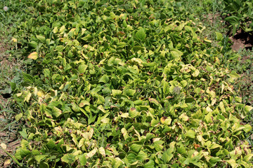 Green bean Phaseolus vulgaris, also called common bean and snap bean, forms a dense patch of...