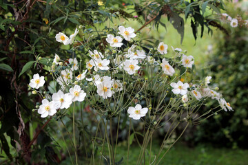 Japanese anemone Anemone japonica, also called windflower and thimbleweed, displays clusters of...