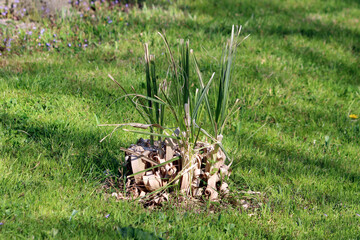 Iris pseudacorus, also known as yellow flag and water iris, shows new upright green leaves emerging...