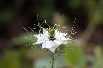 Love-in-a-mist Nigella damascena, also called devil in a bush and black cumin, shows a delicate...