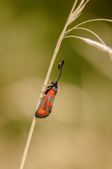 Red and black burnet moth on dry grass stalk