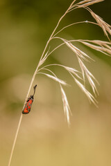 Burnet moth resting on wild grass strand