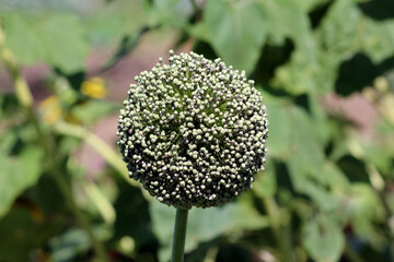 Onion Allium cepa, also called bulb onion and garden onion, shows a spherical cluster of green...