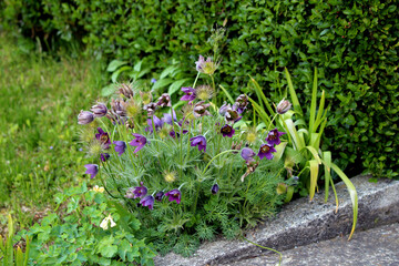 Pasqueflower Pulsatilla vulgaris, also called european pasqueflower and wind flower, displays silky...