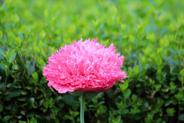 Peony Paeonia lactiflora, also called Chinese peony and garden peony, displays a large ruffled pink...