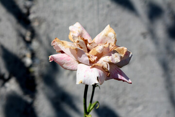 Rose Rosa hybrida, also called garden rose and hybrid tea rose, displays a faded pink bloom with...