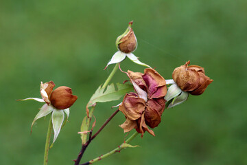 Rose Rosa, also called garden rose, shows multiple wilted brown flower buds and dried petals on...