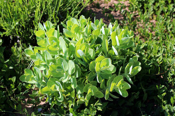 Sedum spectabile, also known as showy stonecrop and ice plant, forms a dense clump of fleshy,...