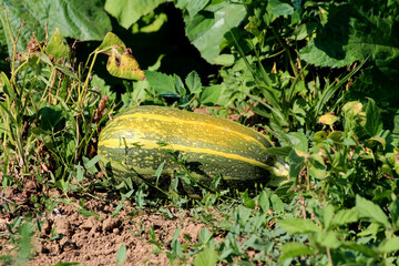 Striped marrow Cucurbita pepo, also called summer squash and vegetable marrow, lies ripening on...