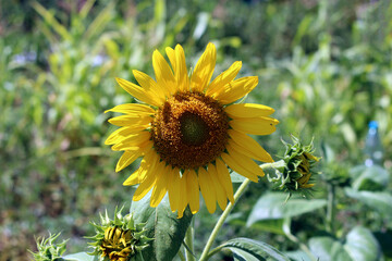 Sunflower Helianthus annuus, also called common sunflower and oilseed sunflower, displays a large...