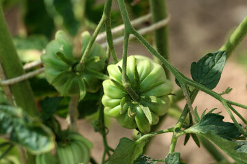 Tomato Solanum lycopersicum, also called garden tomato and love apple, shows ribbed unripe green...