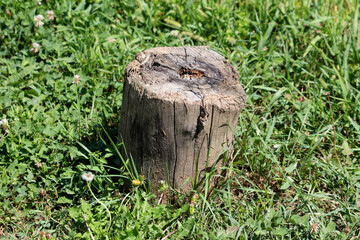Old tree stump with cracked top and rough bark sits among green grass, clover, and dandelion...