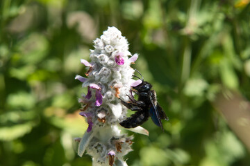Violet carpenter bee (Xylocopa violacea) on woolly lamb’s ear flower, macro close-up in summer daylight