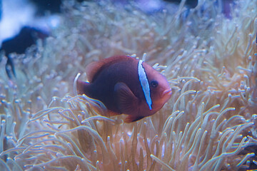 魚