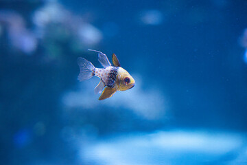 魚
