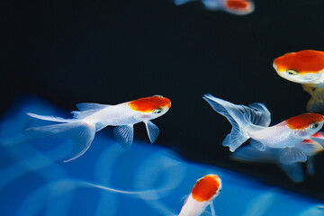 金魚
