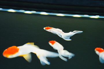 金魚

