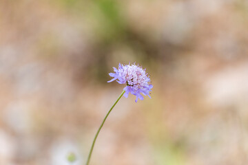 Delicate purple wildflower blooming in a natural setting during sunny spring weather