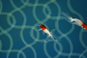 金魚
