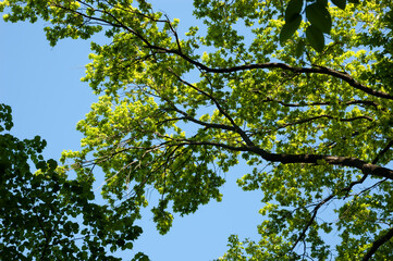 Tree branches with green leaves against bright blue summer sky.