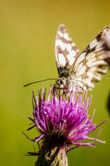 Marbled butterfly feeding on purple thistle macro