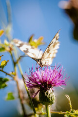 Marbled white butterfly feeding on purple thistle