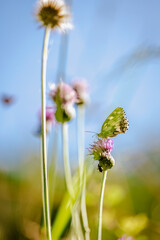 Green-veined white butterfly on pink thistle