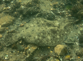 Summer Flounder