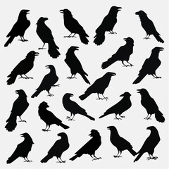 Obraz premium Collection of Black Crow Silhouettes on White Background