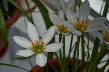 Zephyr lily blooms on the windowsill. Zephyr lily is a genus of flowering plants in the...