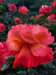Close up of a pink roses in the garden