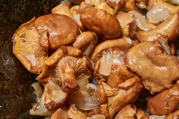 Hot mushroom dish – chanterelles fried with onions in oil. A fragrant dish of fried chanterelles...