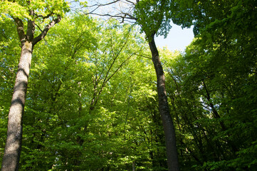 Obraz premium Sunny day in a green forest filled with lush leaves — a vibrant and peaceful nature scene.